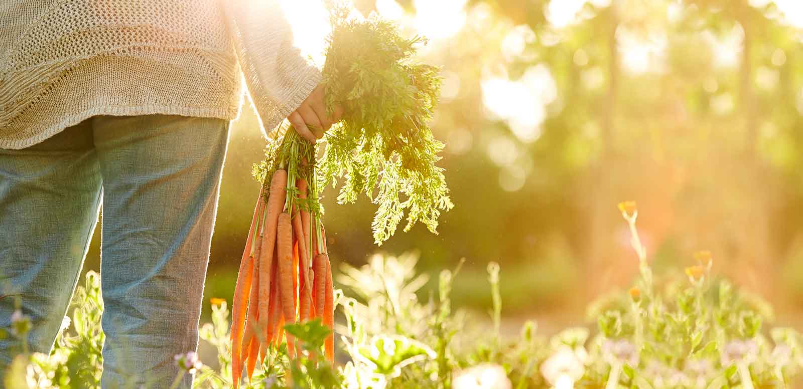 holding organic carrots in farm field